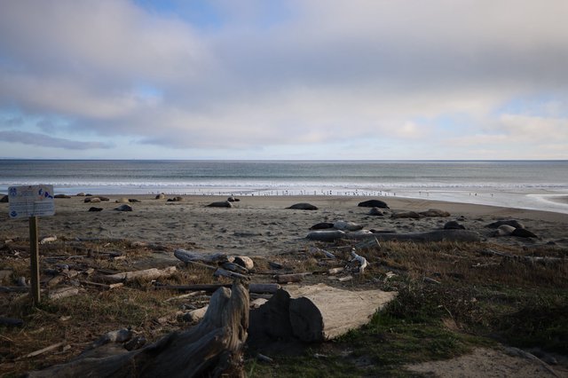 Elephant Seals Resting on Drakes Beach at Dusk