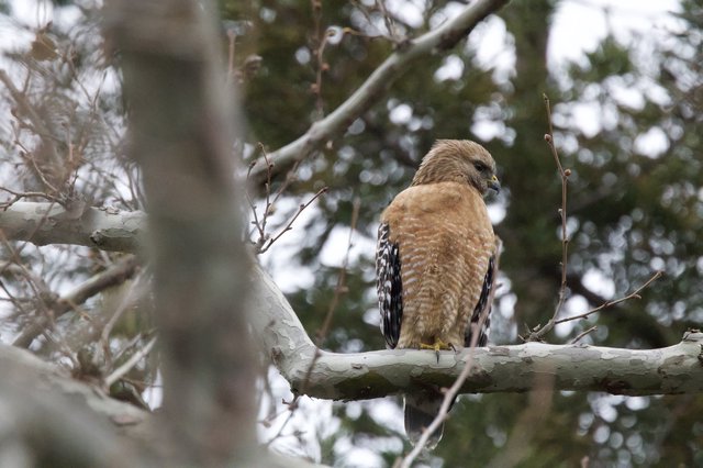 Red-Shouldered Hawk Perched on Winter Branch