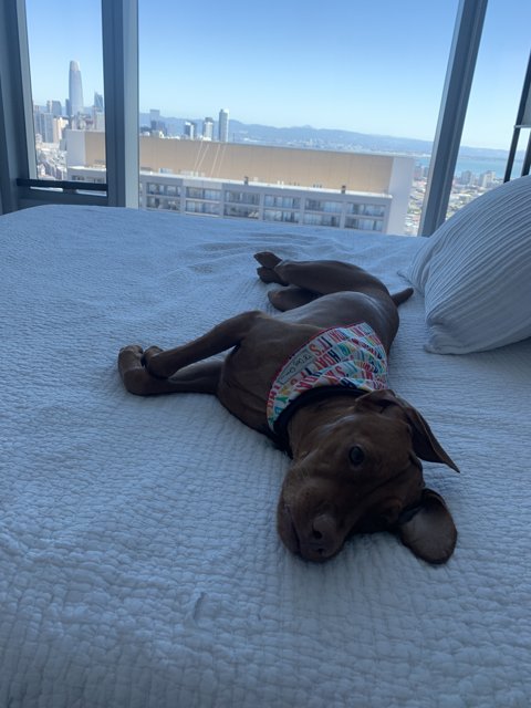 City Dog Lounging on the Bed