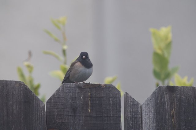 Dark-Eyed Junco Perched on Weathered Wooden Fence