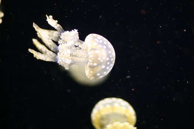 Graceful Jellyfish in the Water