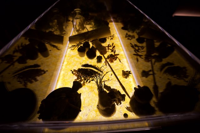 Illuminated Botanical Specimens on Light Table Display
