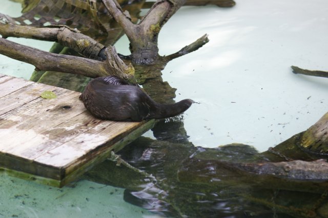 The Majestic Black Otter on Wooden Platform