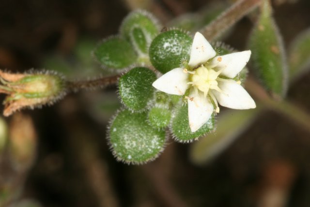 Delicate White Bloom