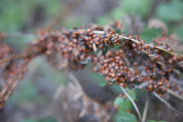 Ladybug Gathering on Huckleberry Trail