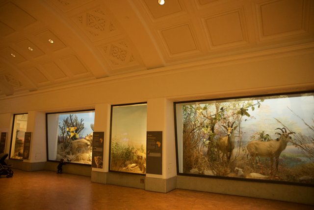 A Journey Through Art: Inside the Academy of Sciences