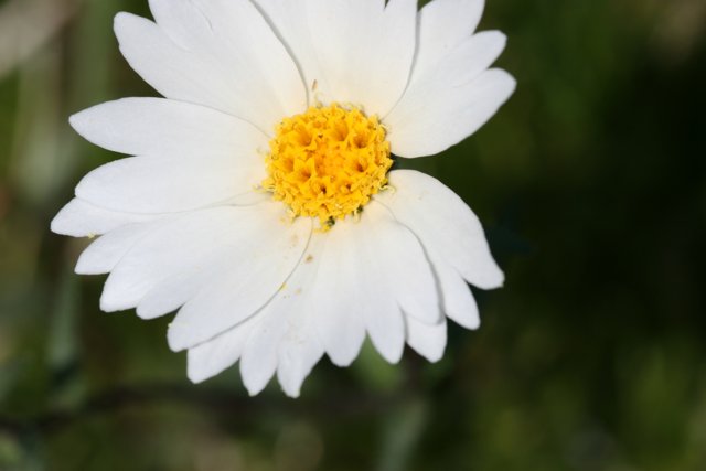 A Daisy in the Spring Field