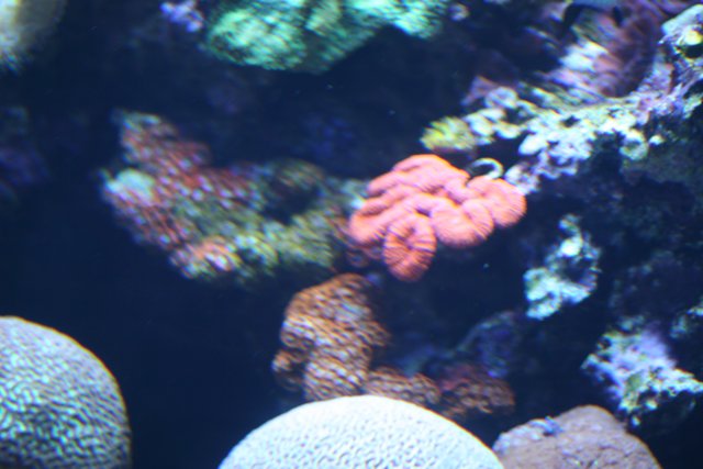 Diverse Corals of the Underwater Reef