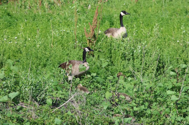 Canada Geese Family with Goslings in Grassy Wetland