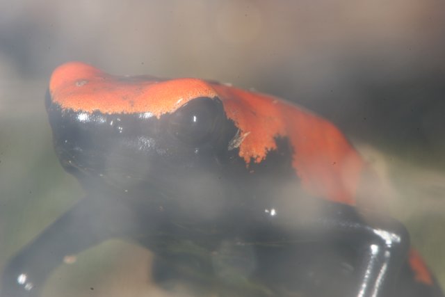Red and Black Frog