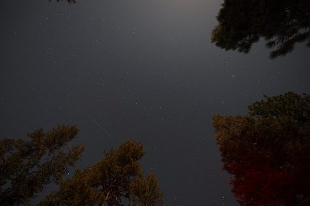 Meteor Streak Over Pine Forest Night Sky