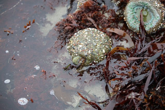 Encrusted Abalone Shells in Rocky Tidal Pool