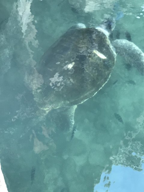Majestic Sea Turtle in its Habitat