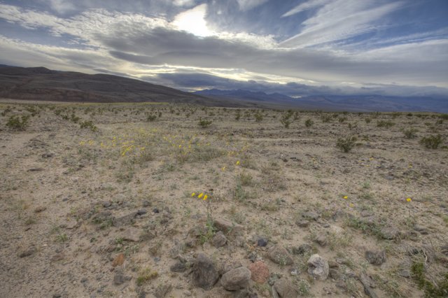 Yellow Flowers Blooming in the Desert