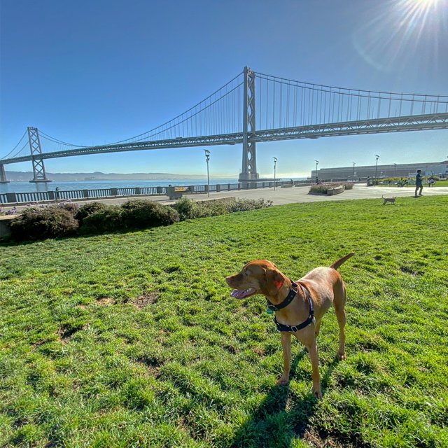 Canine at the Golden Gate