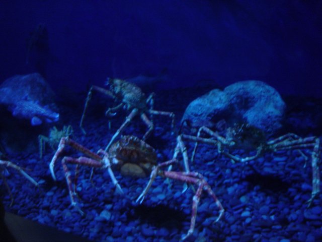 Blue-Lit Crabs in the Aquarium