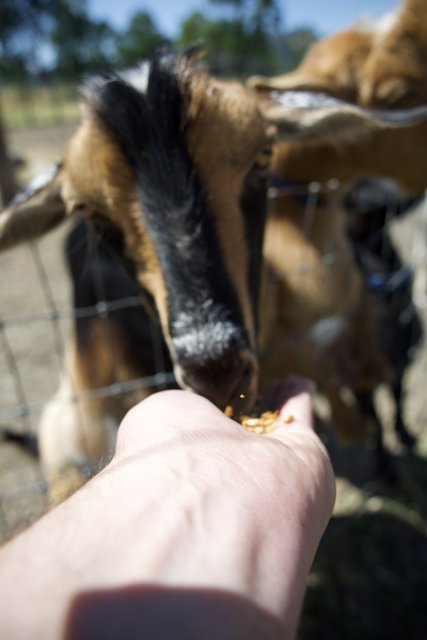 A Handful of Friendship: Feed Time at Calistoga Farm