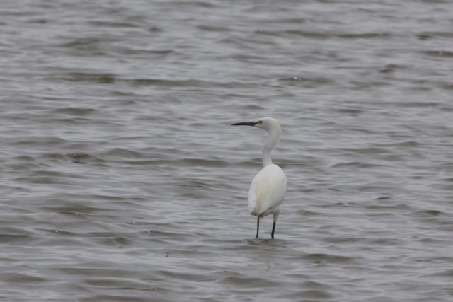 Graceful Solitude