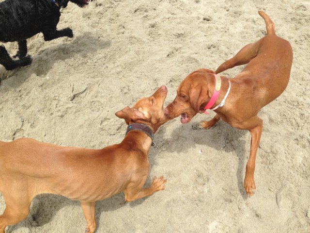 Playful Pups at Rosie's Dog Beach
