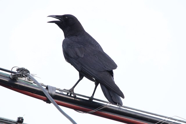 American Crow Calling from Power Line Perch