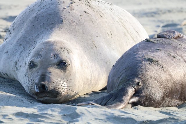 Elephant Seal Pup and Adult Resting on Beach