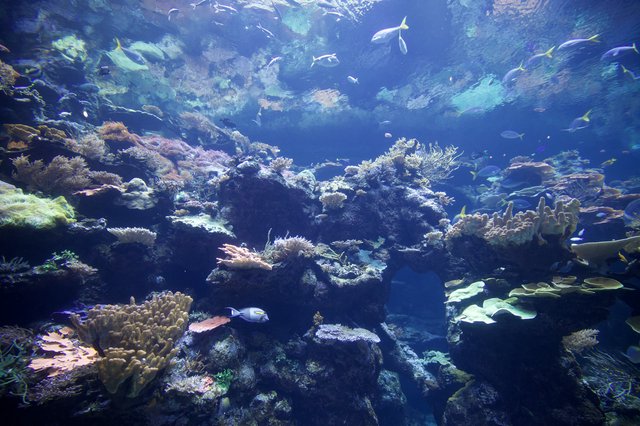 Vibrant Coral Reef Ecosystem with Tropical Fish