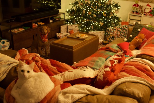 Cozy Christmas Morning with Pets at Home