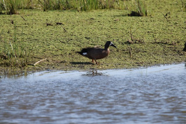 Australian Shoveler Duck in Wetland Habitat
