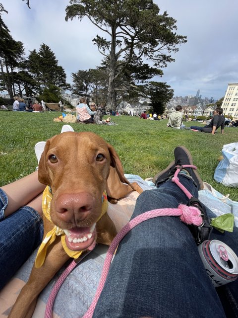 Dog and Human Relaxing in Alamo Square
