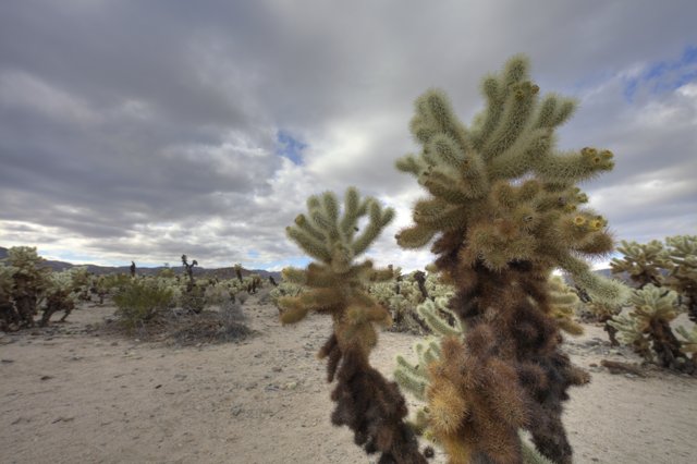 Lone Cacti in the Desert Sky