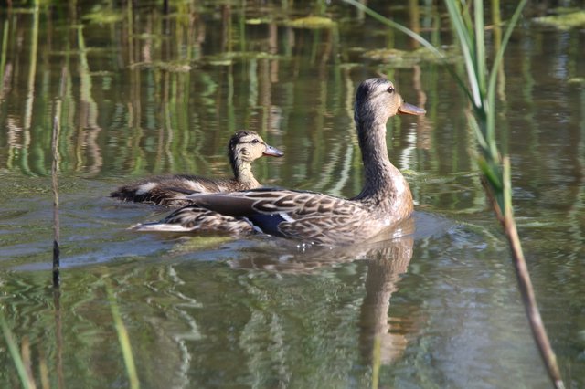 Pair of Mottled Ducks Swimming in Wetland Pond
