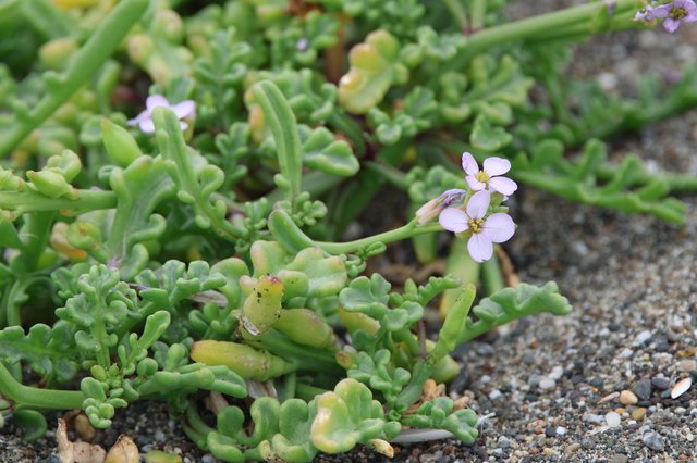 Delicate Sea Rocket Blooms on Sandy Coastal Shore