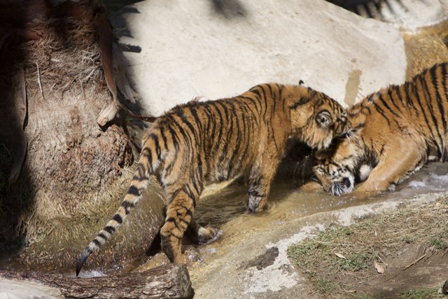 Thirsty Tigers at the Stream