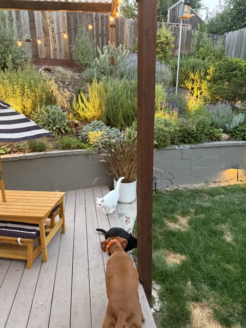Evening Harmony in the Backyard