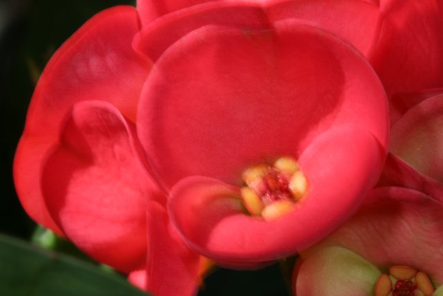 Deep Red Begonia Flower in Bloom