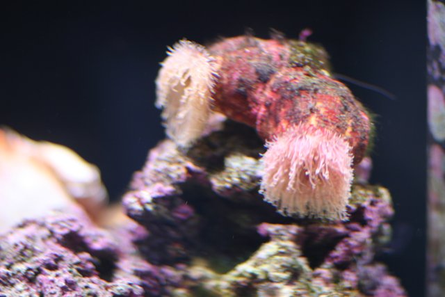 Pink Sea Anemone in a Reef Aquarium