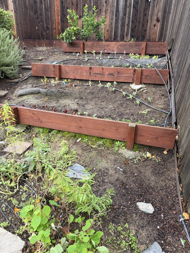 Tiered Raised Garden Beds Against Weathered Fence