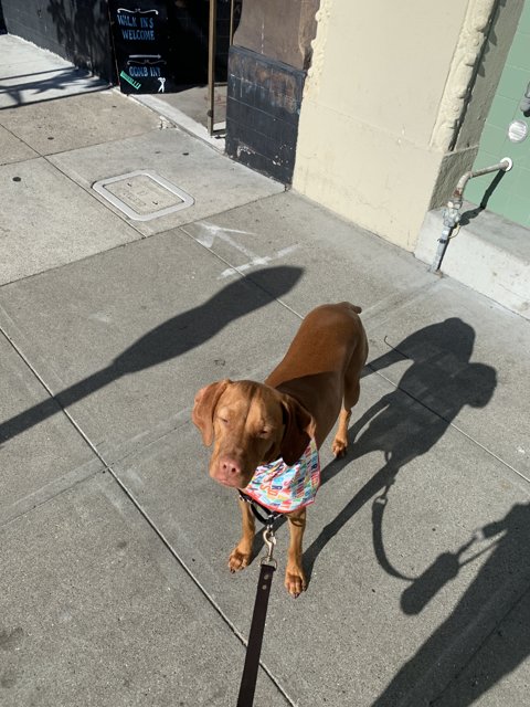 Bandana-wearing Vizsla on a Walk