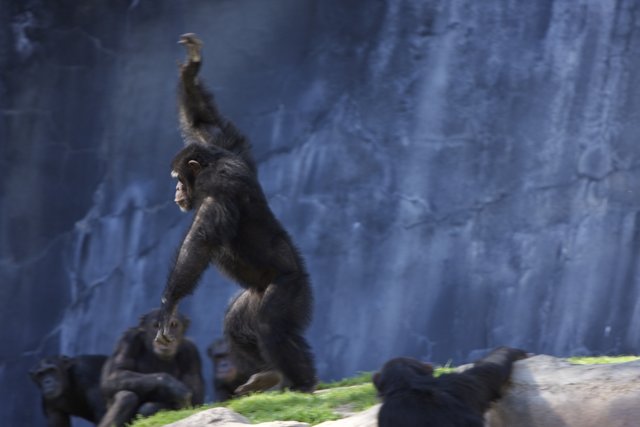 Chimps Climb the Rock Mountains