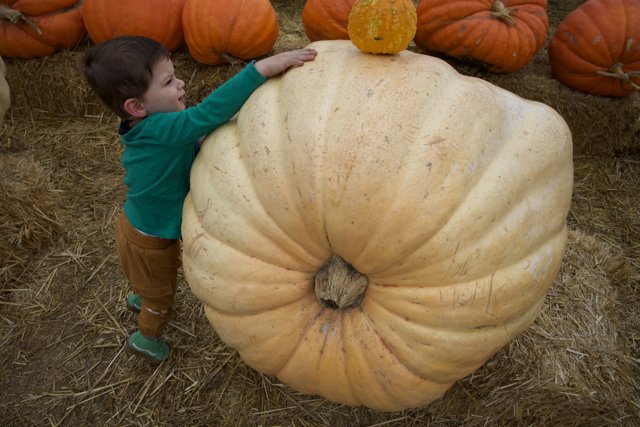 Giant Wonders of the Harvest