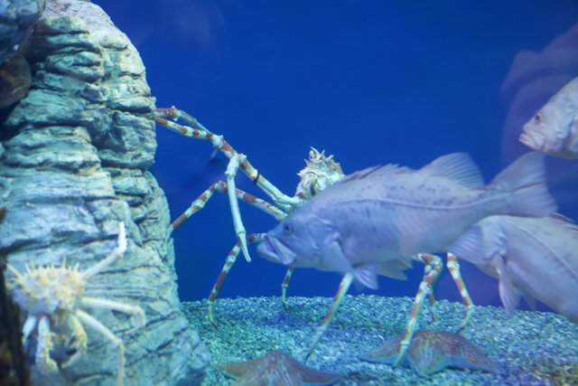 Crab and Fish in the Penelope Aquarium