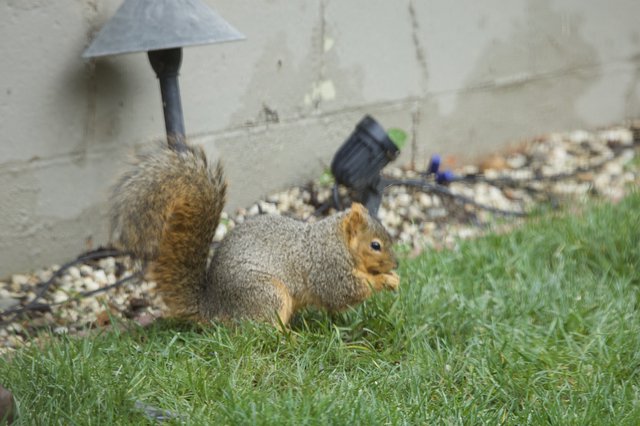Fox Squirrel Foraging on Suburban Lawn
