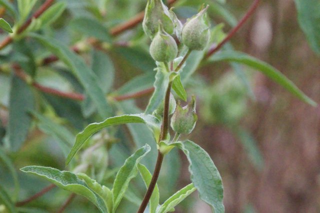 Budding Elegance