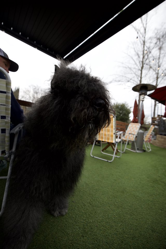 Fluffy Black Dog Under Outdoor Canopy