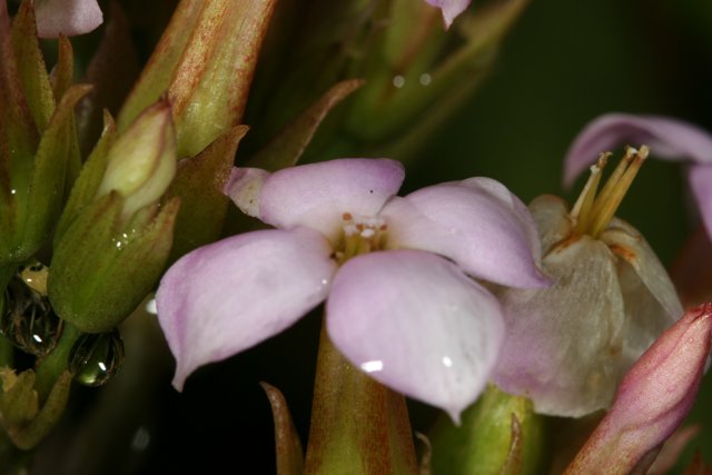 Geranium Flower in Bloom