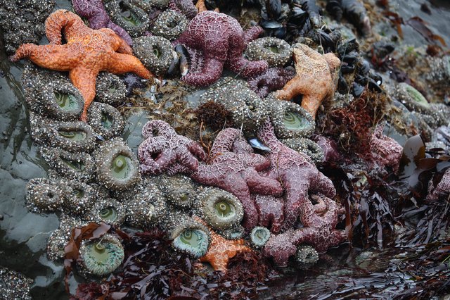 Vibrant Tide Pool Community at Schoolhouse Beach