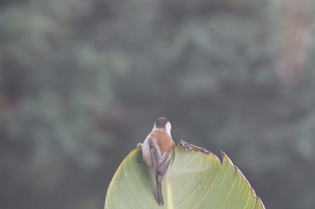 Small Bird Perched on Torn Agave Leaf