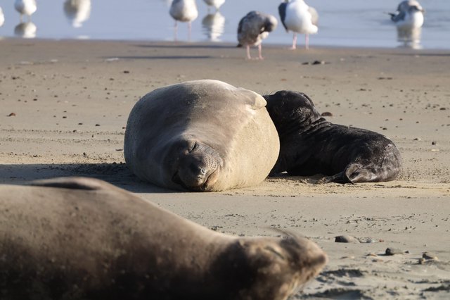 Elephant Seal Mother and Pup Resting at Drakes Beach