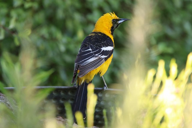 Hooded Oriole Perched on Wire with Striking Plumage