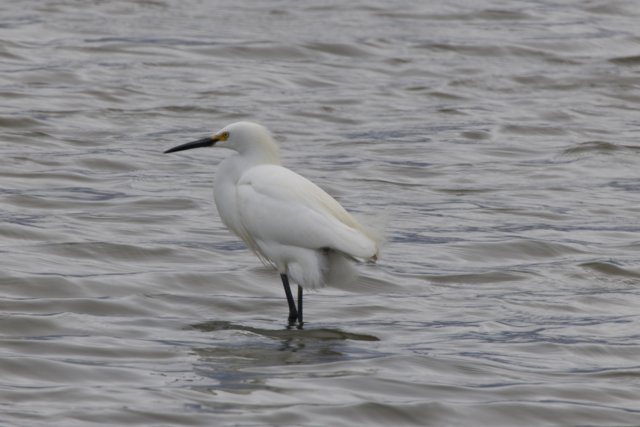 Graceful Sentinel of the Bay